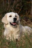 GOLDEN RETRIEVER 849